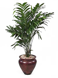 اریکا پالم وحشی